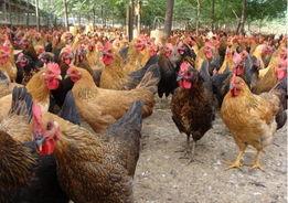 鸡棚塌了爆料视频,现场视频曝光引关注